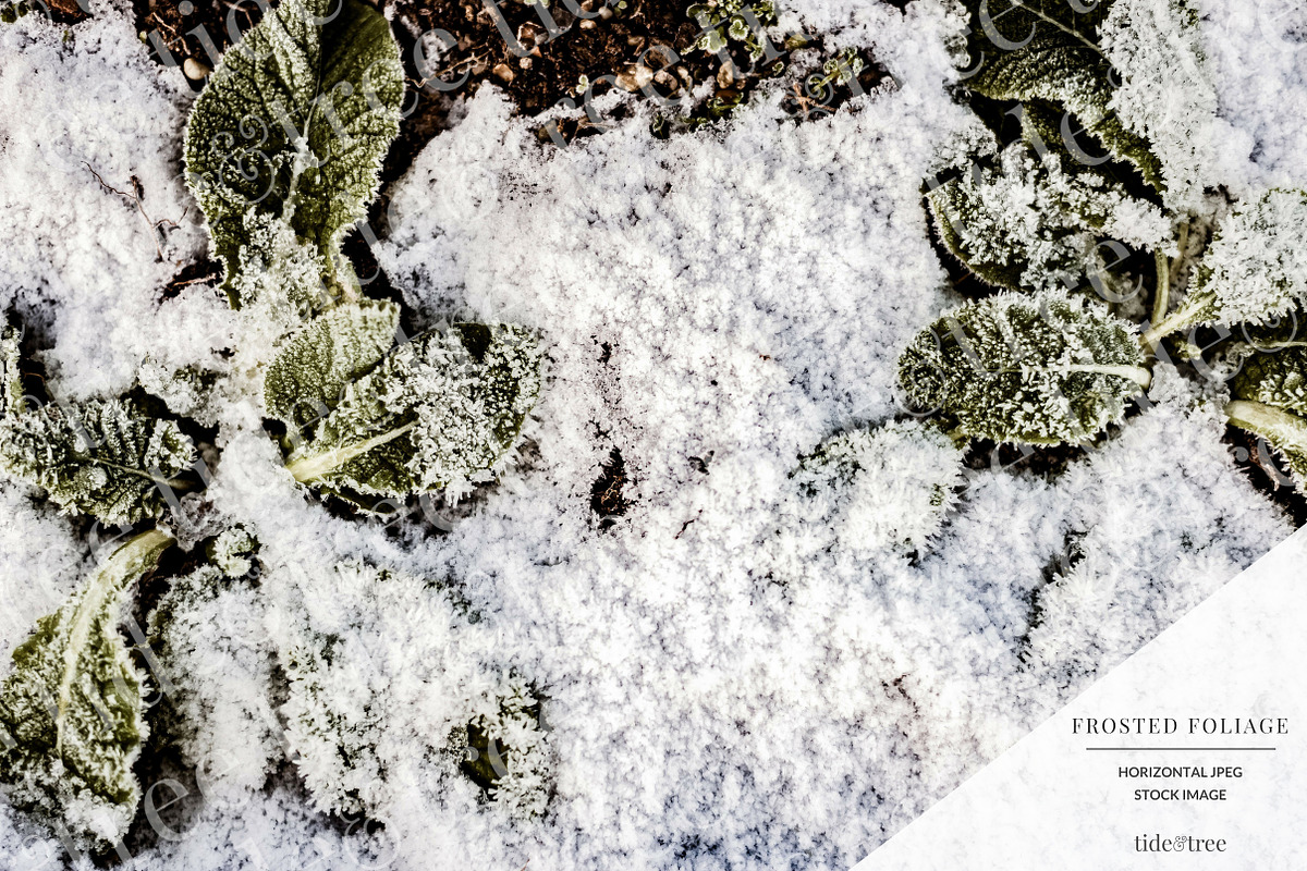 Frosted Foliage | Horizontal No 3 in Textures - product preview 8