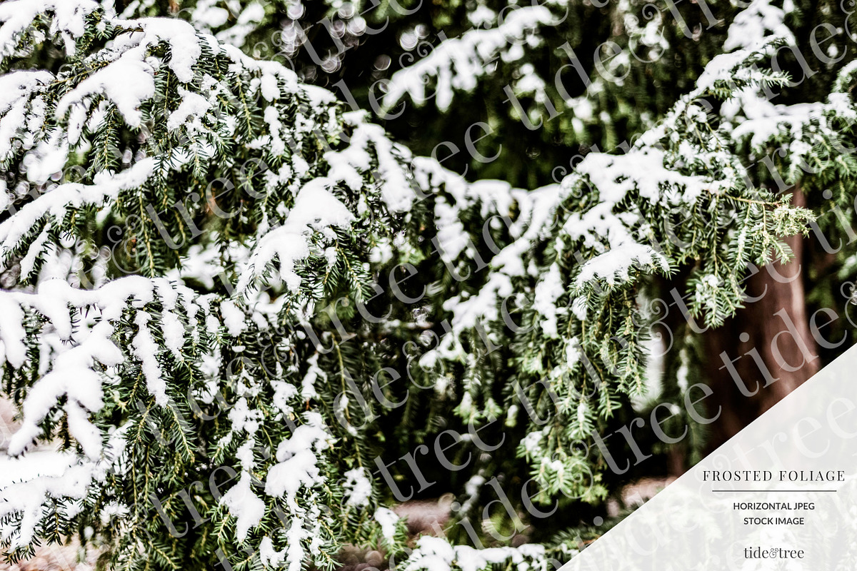 Frosted Foliage | Horizontal No 2 in Textures - product preview 8