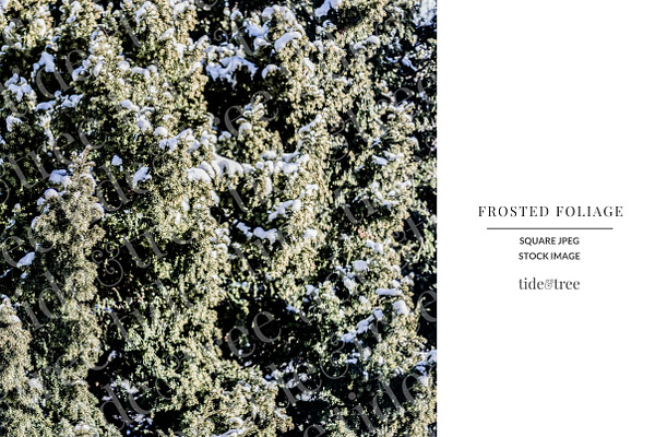 Frosted Foliage | Square No 3