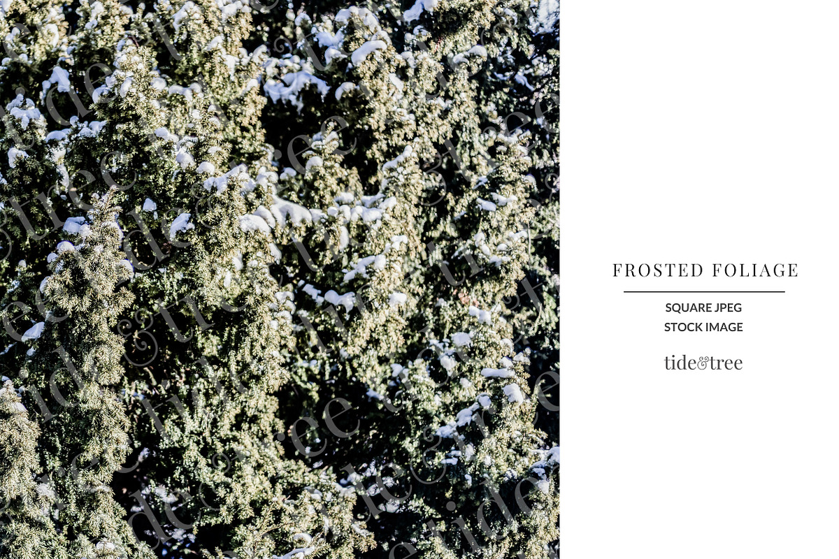Frosted Foliage | Square No 3 in Textures - product preview 8