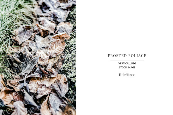 Frosted Foliage | Vertical No 2