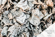 Frosted Foliage | Horizontal No 8