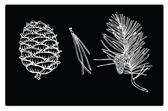 Vector silhouettes of fir branches in Illustrations - product preview 1