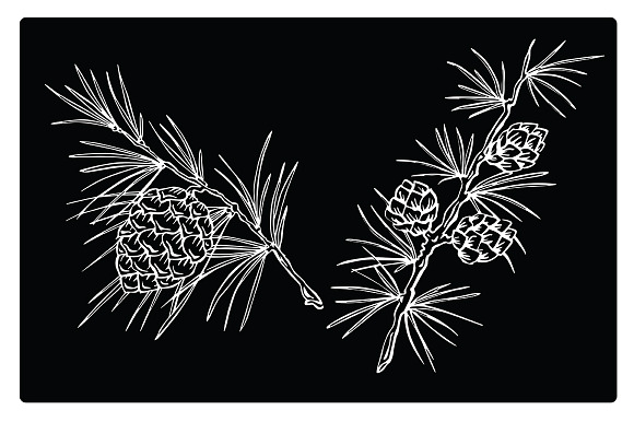 Vector silhouettes of fir branches in Illustrations - product preview 2
