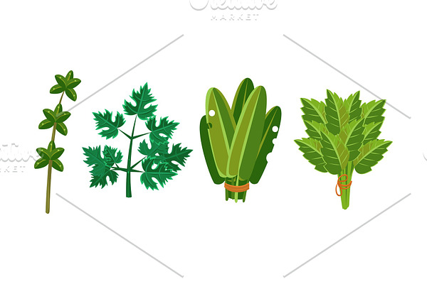 Culinary herbs and salad leaves set