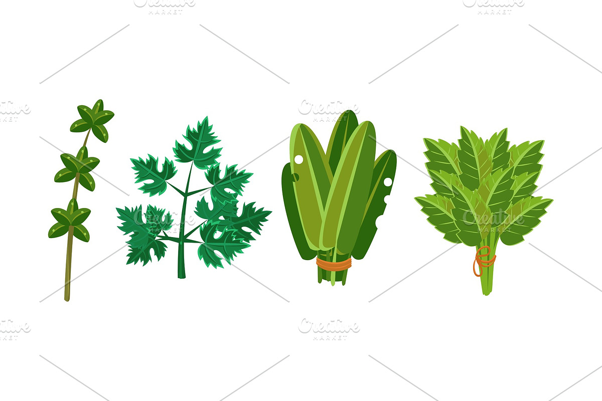 Culinary herbs and salad leaves set in Illustrations - product preview 8