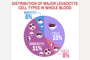 Leukocytes types scheme