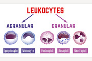 Leukocytes scheme image