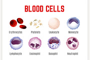 Blood Cells Poster