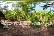 rainforest with large trees vr360
