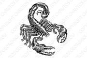 Scorpion Scorpio Zodiac Sign Woodcut