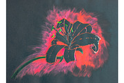 Beautiful lily flower on black paper
