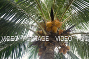 Coconut tree with coconuts.