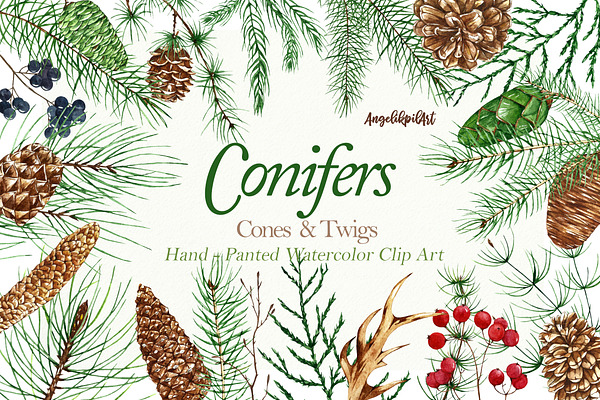 Conifers. Cones&Twigs watercolor