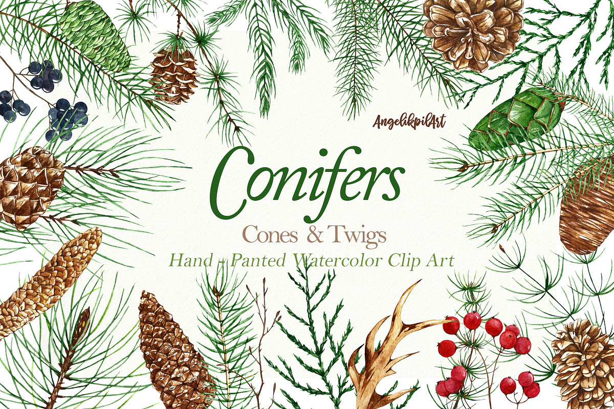 Conifers. Cones&Twigs watercolor in Illustrations - product preview 8