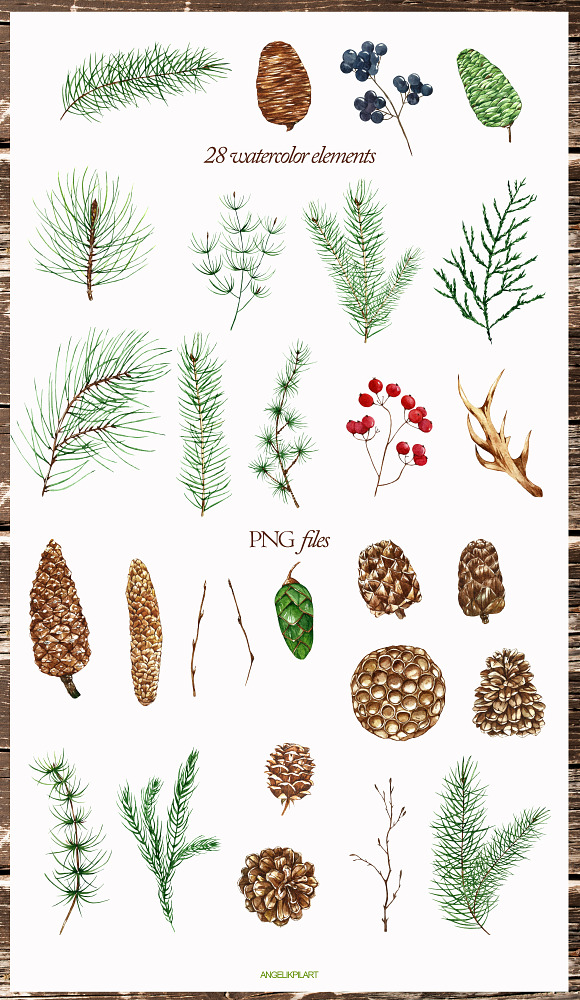 Conifers. Cones&Twigs watercolor in Illustrations - product preview 1
