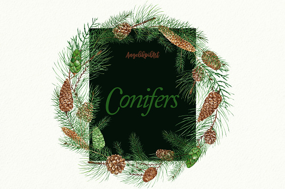 Conifers. Cones&Twigs watercolor in Illustrations - product preview 3