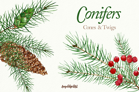 Conifers. Cones&Twigs watercolor in Illustrations - product preview 5