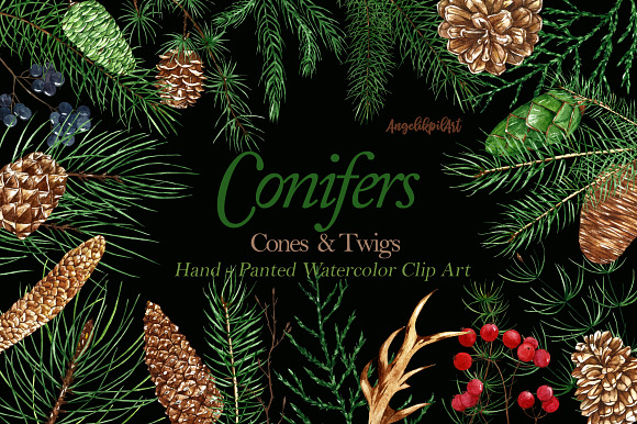 Conifers. Cones&Twigs watercolor in Illustrations - product preview 6