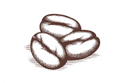 Coffee beans sketch