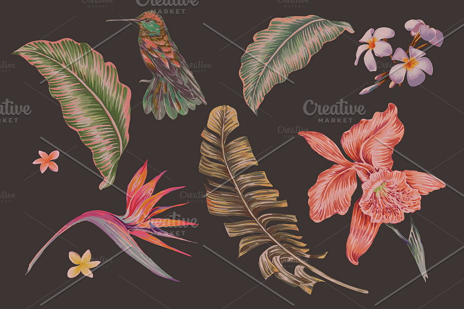Tropical botanical illustrations in Illustrations - product preview 8