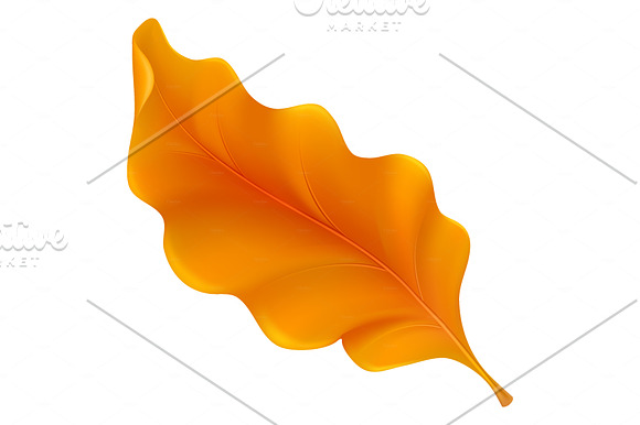 Colorful leaves collection in Illustrations - product preview 3