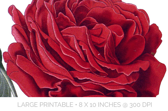 Vintage Floral Bundle Volume 10 (20) in Illustrations - product preview 3