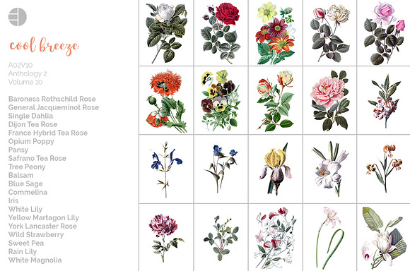 Vintage Floral Bundle Volume 10 (20) in Illustrations - product preview 6
