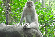 Monkeys in the forest in Bali.