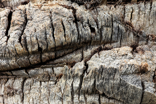 Palm tree bark texture