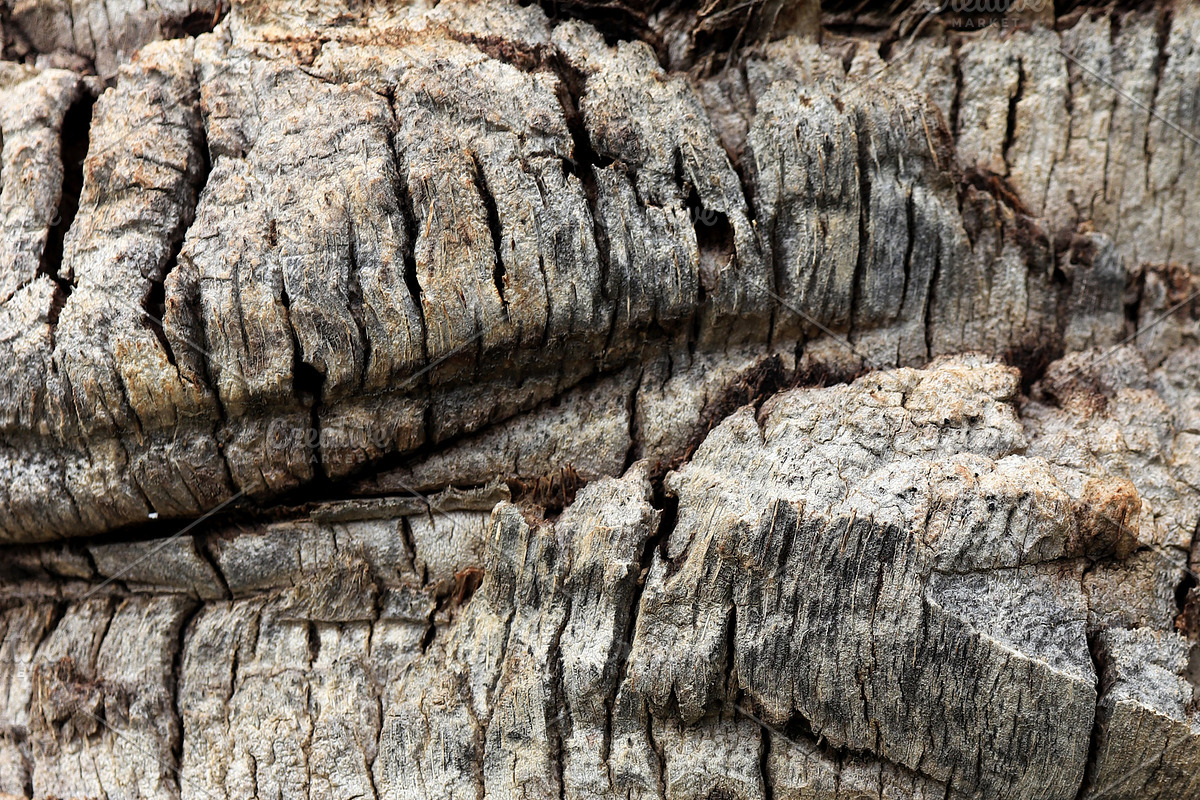 Palm tree bark texture in Textures - product preview 8