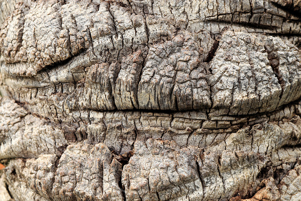 Tropical rough wood texture