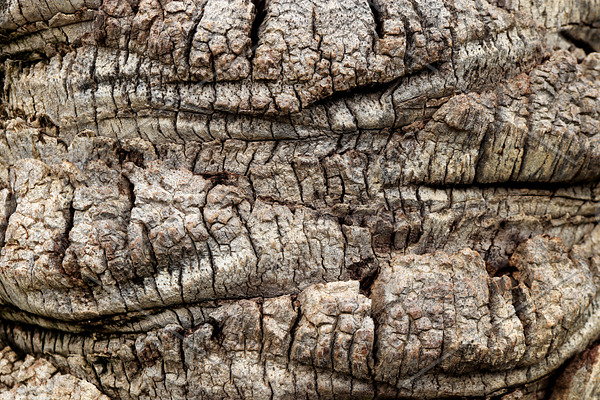 Palm tree bark texture.