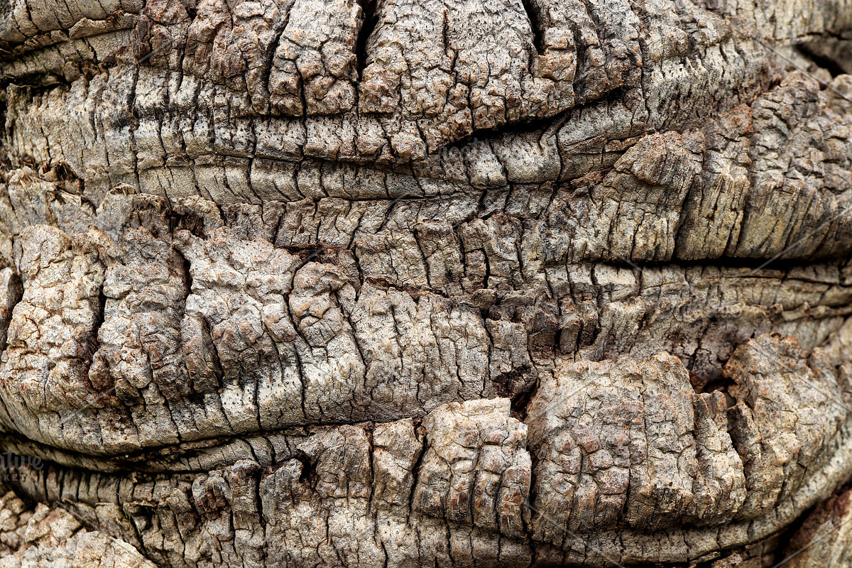Palm tree bark texture. in Textures - product preview 8