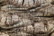 Palm tree bark texture.