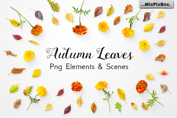 Autumn Leaves -Png Elements & Scenes in Photoshop Layer Styles - product preview 14