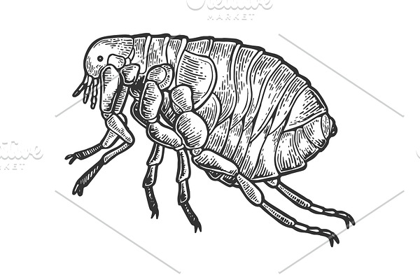 Flea louse insect engraving vector