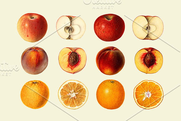 Vintage Fruit Illustrations in Illustrations - product preview 3