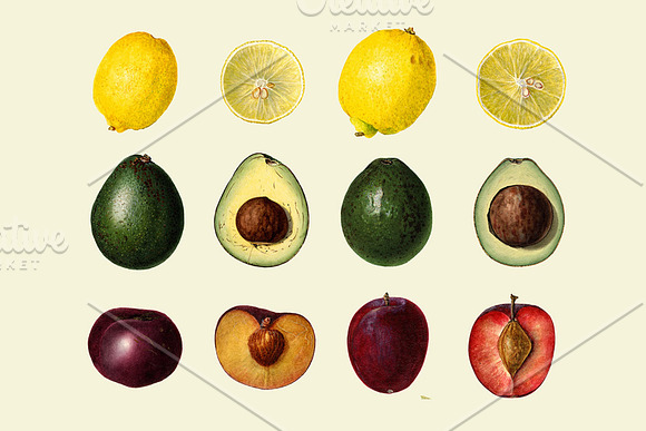 Vintage Fruit Illustrations in Illustrations - product preview 4
