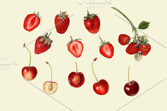 Vintage Fruit Illustrations in Illustrations - product preview 5