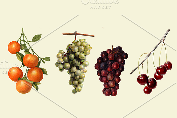 Vintage Fruit Illustrations in Illustrations - product preview 6