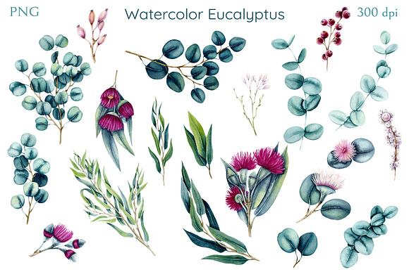 Watercolor Eucalyptus in Illustrations - product preview 3