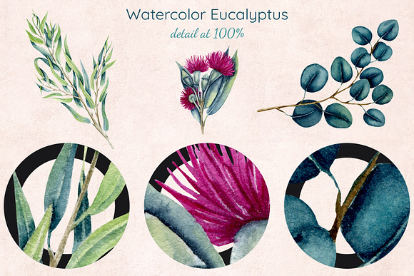 Watercolor Eucalyptus in Illustrations - product preview 8