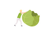 Young man rolling huge cabbage