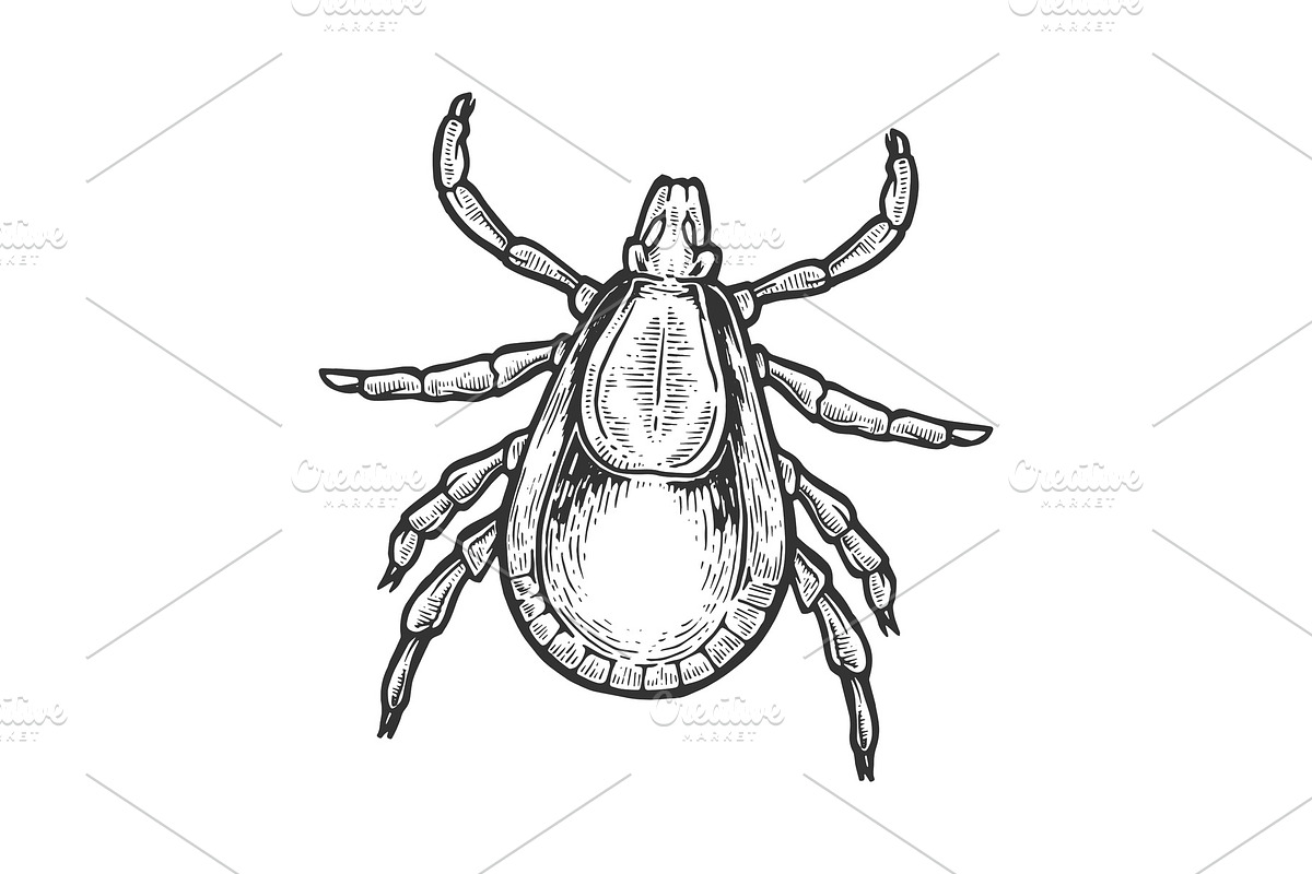 Mite insect engraving vector in Illustrations - product preview 8