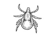 Mite insect engraving vector