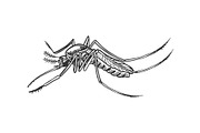 Mosquito insect engraving vector
