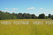 Summer landscape, a field of flax
