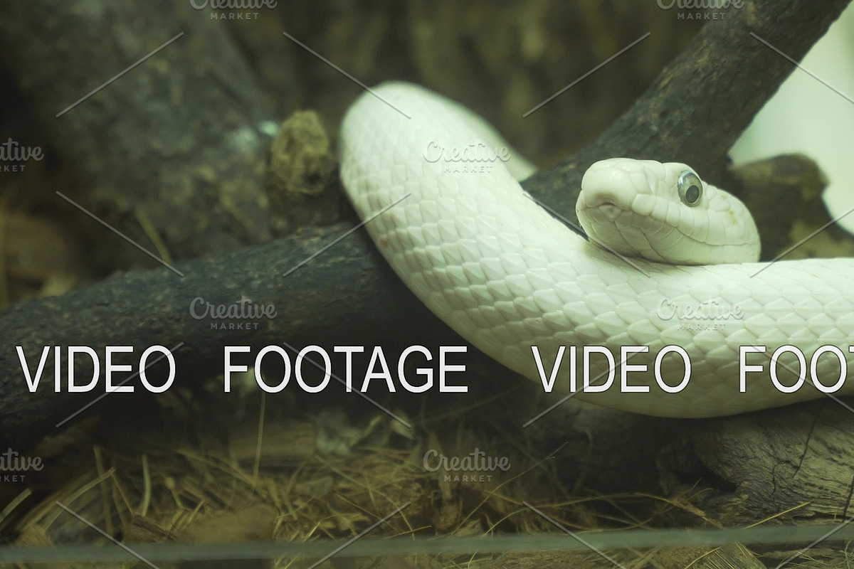 White snake lies on a branch in Graphics - product preview 8