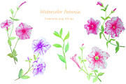 Watercolor Flower Petunia Clipart